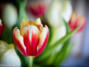Tulip at f2